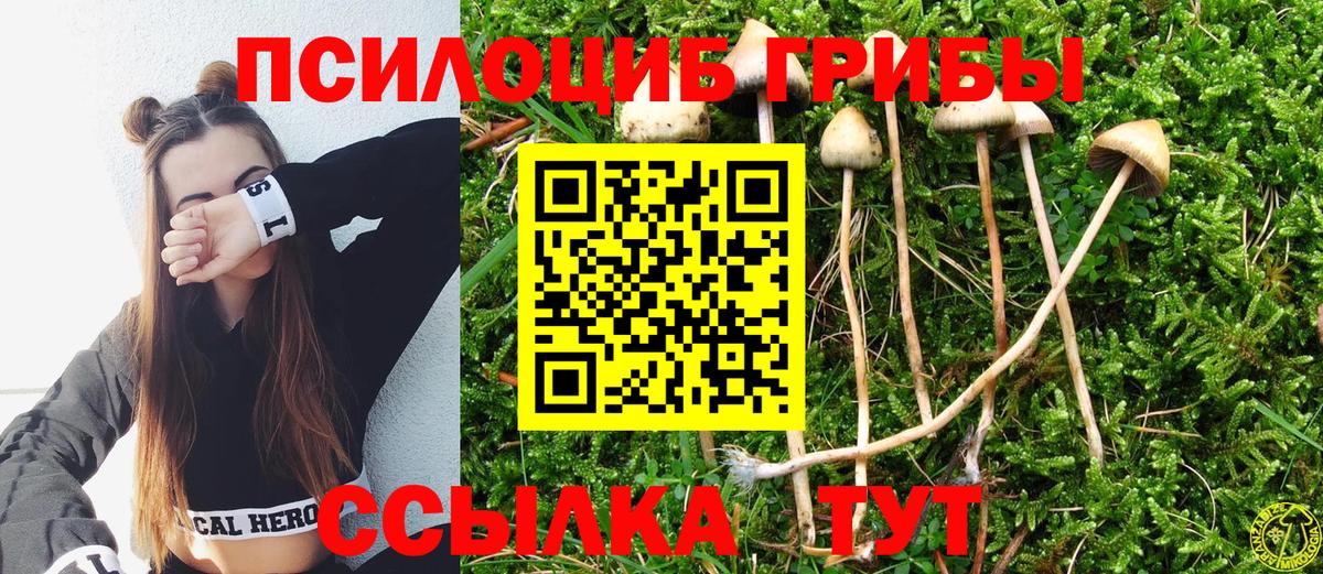 Псилоцибиновые грибы Cubensis  Вход с VPN  Чебоксары 